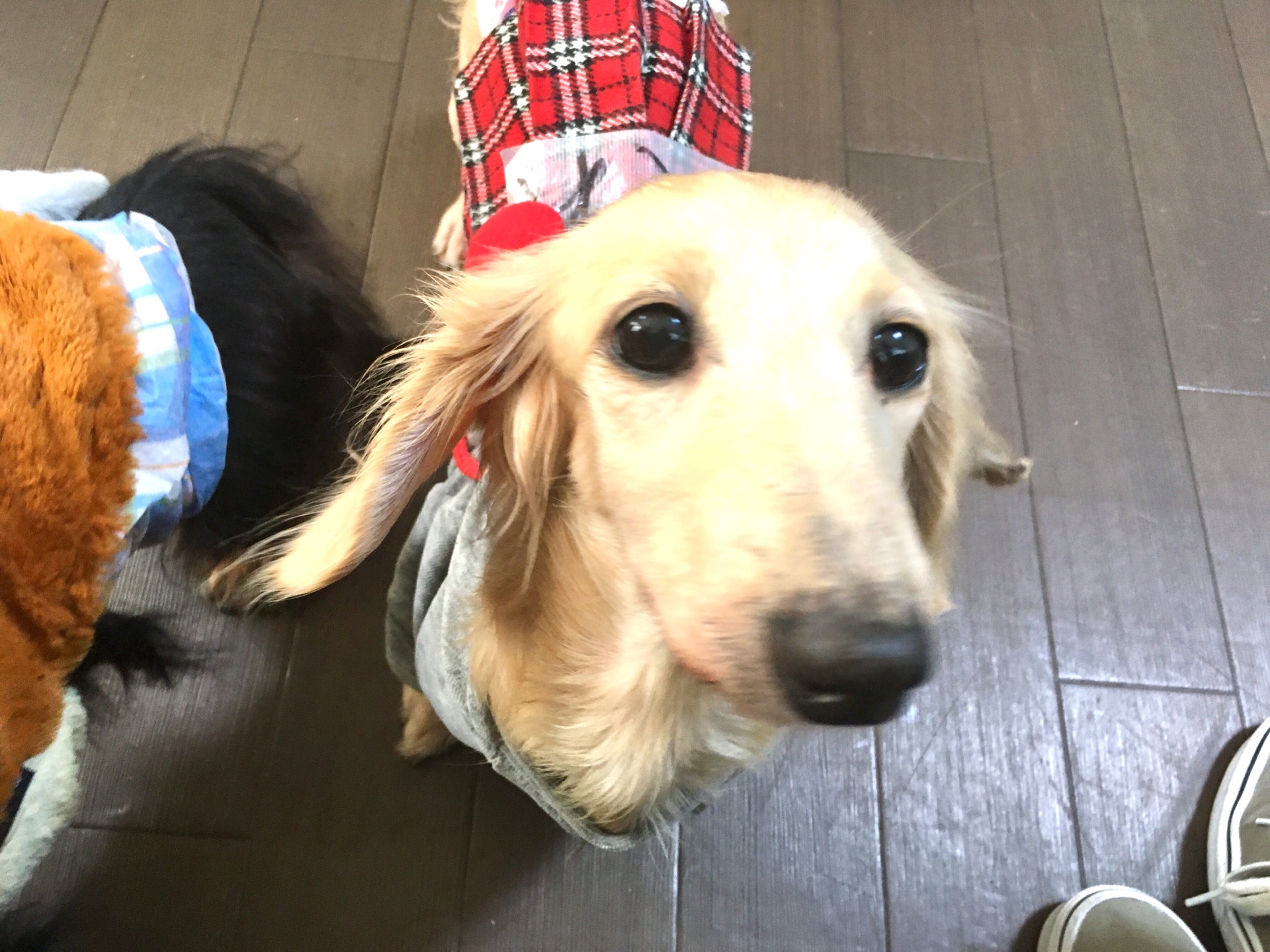 【犬好き必見！】東京都＊西八王子の保護犬カフェに行ってきました！
