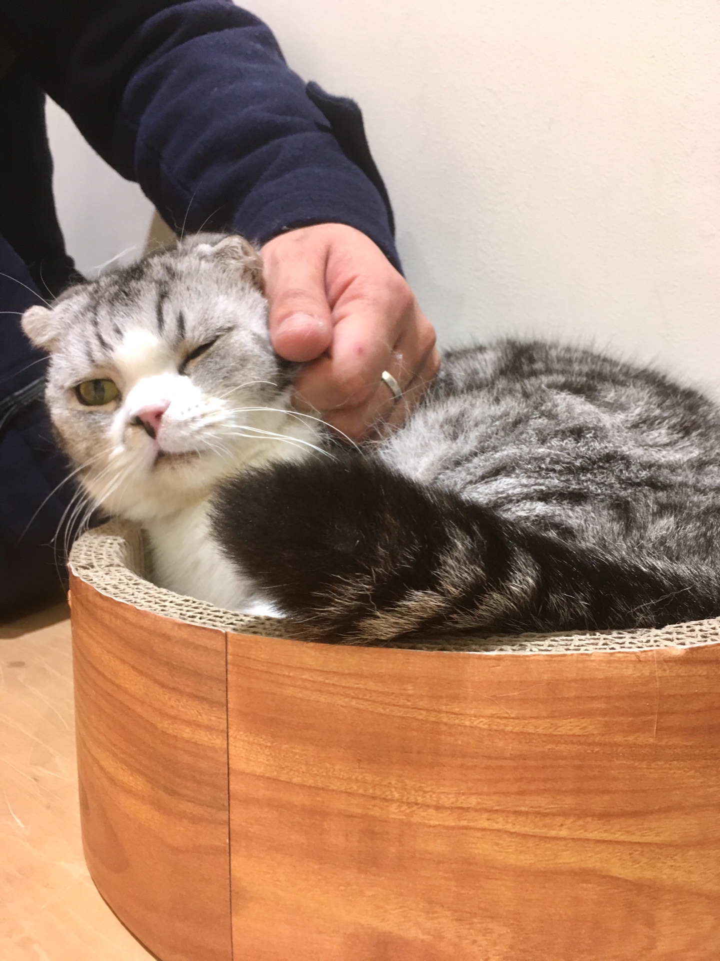 【お休みの日に猫カフェへ…】犬も好きだが、猫も好き＊高崎オーパの猫カフェに行ってきました