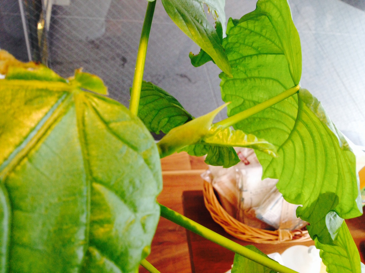 寒い冬でも、元気な子たち。それは・・・