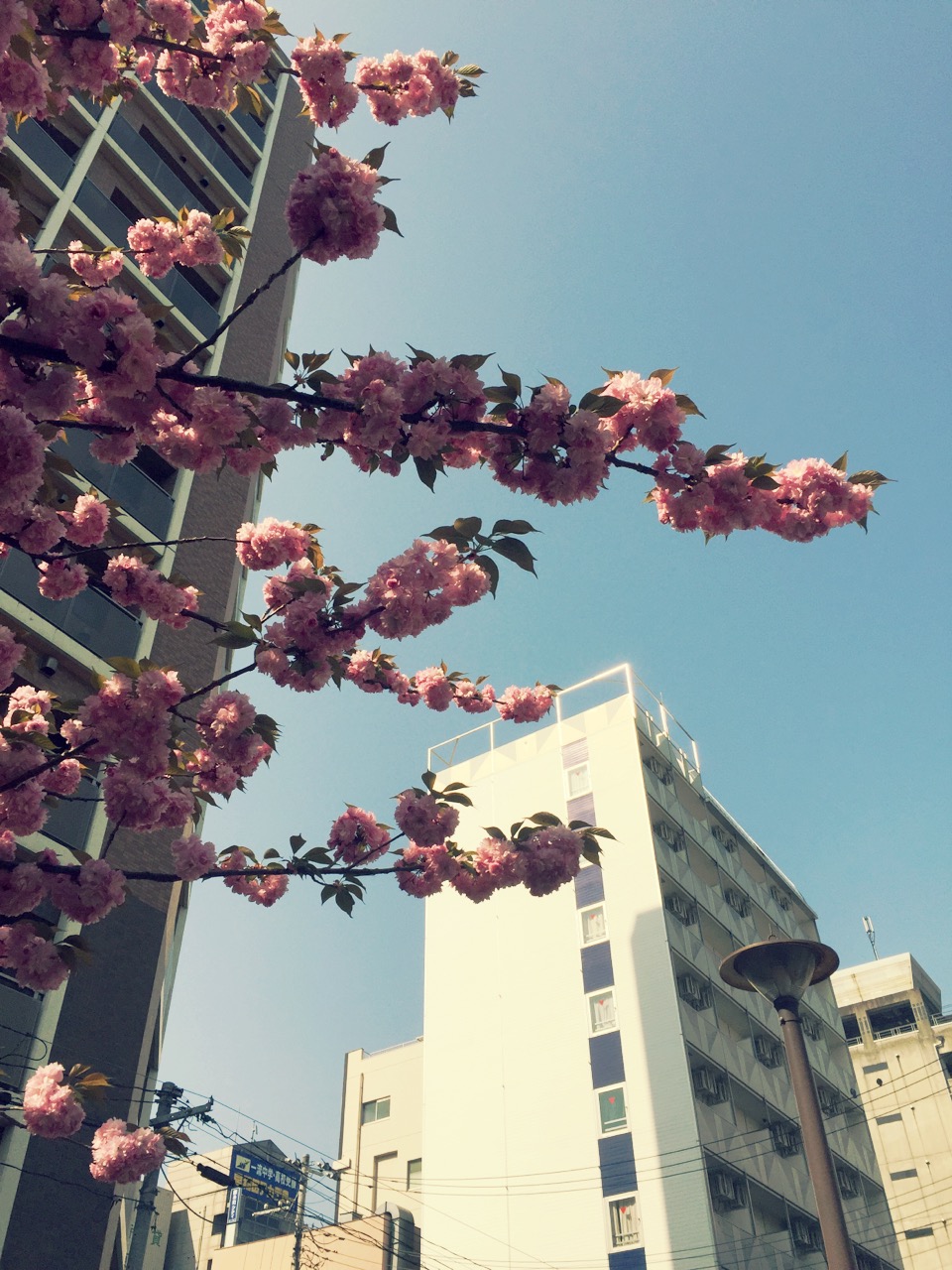 明日4/19（日）は現場見学バスツアー開催です