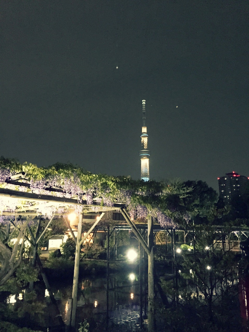 亀戸天神の藤まつりに行ってきました。