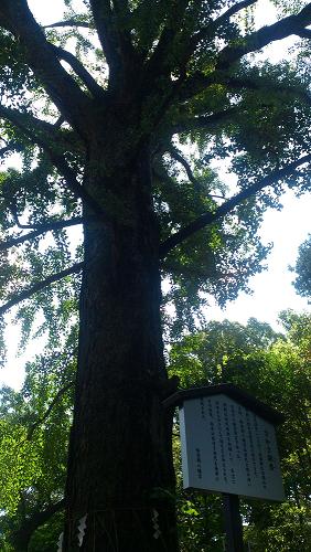 飯香岡八幡宮　千葉県市原市　～近場にこんな素敵な神社がありました♪～