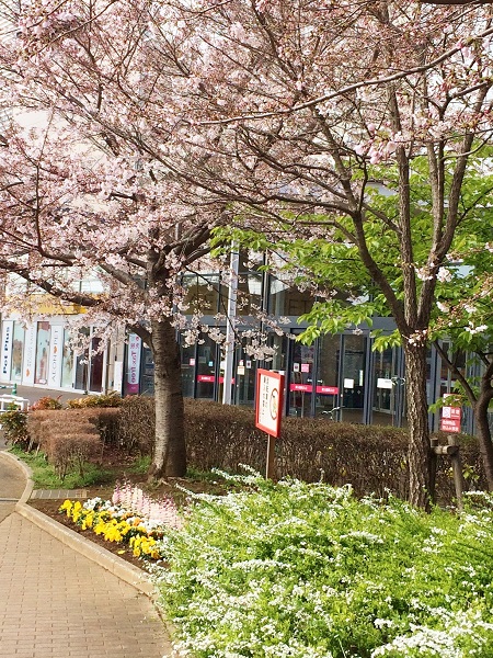 臨時休業のお知らせ***LOHAS studio津田沼店***