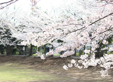 b-0401-sakura-001