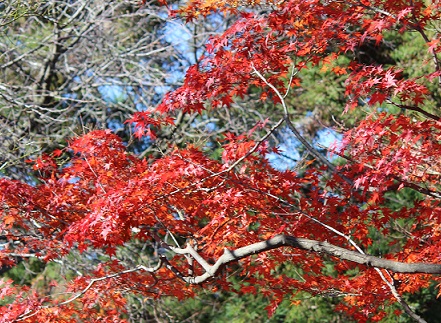 森の中、山の頂。