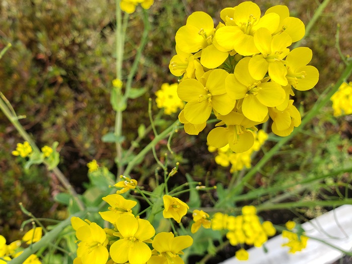 小さな春みいつけた。