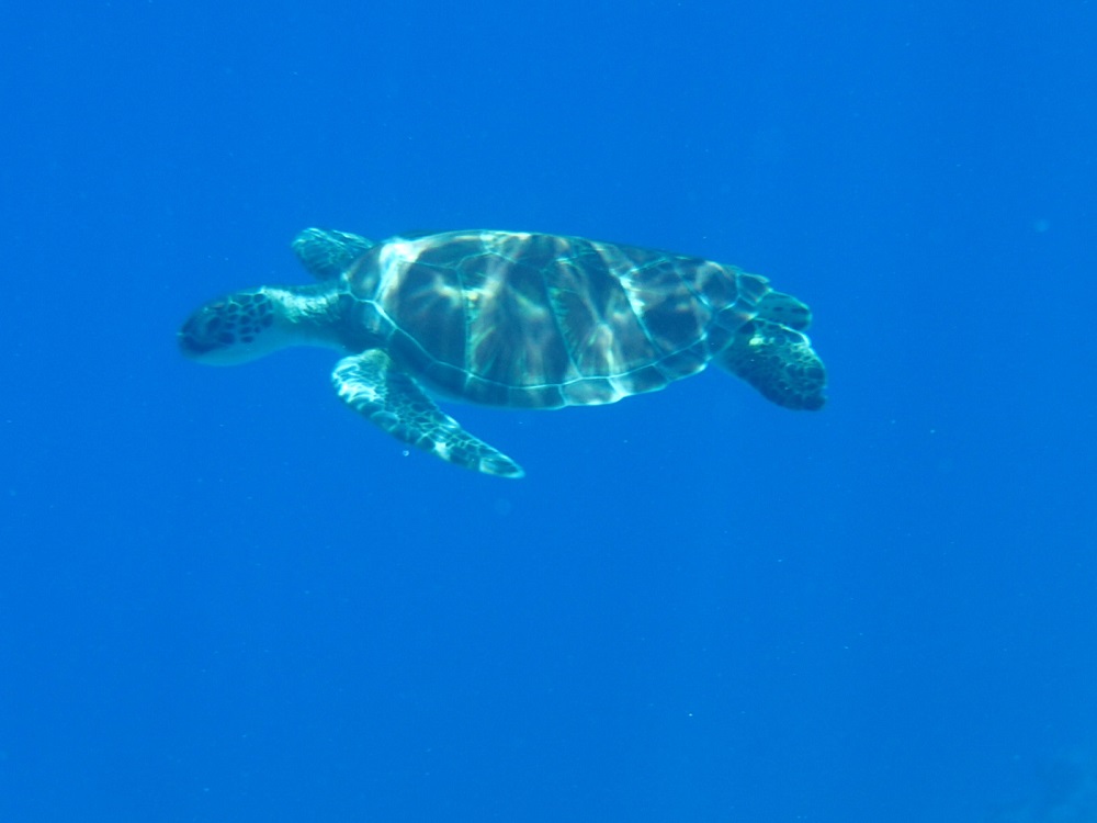 HYGGE日記＊おもいでの旅＊ウミガメが泳ぐ海