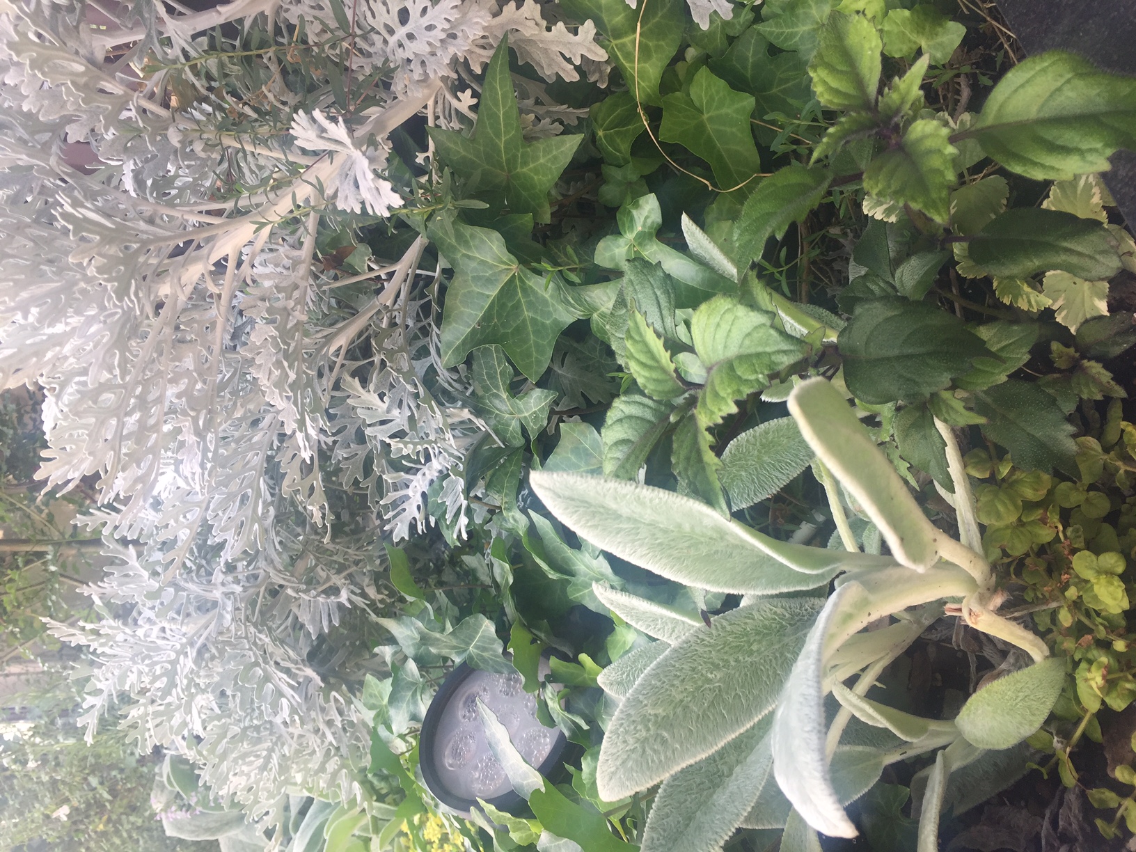 LOHASstudio世田谷花壇の新しい仲間