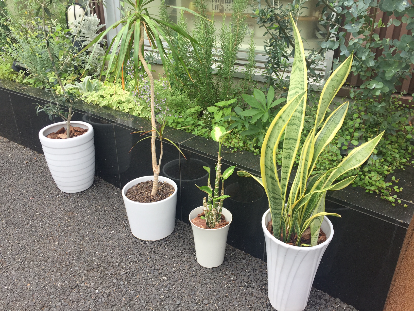 LOHASstudio世田谷店のグリーン