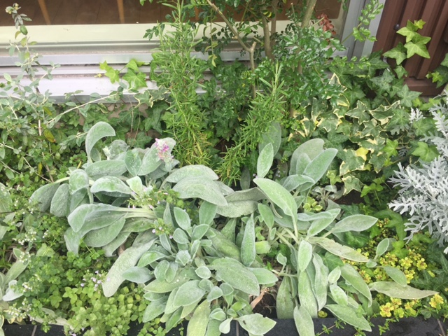 LOHASstudio世田谷店の花壇