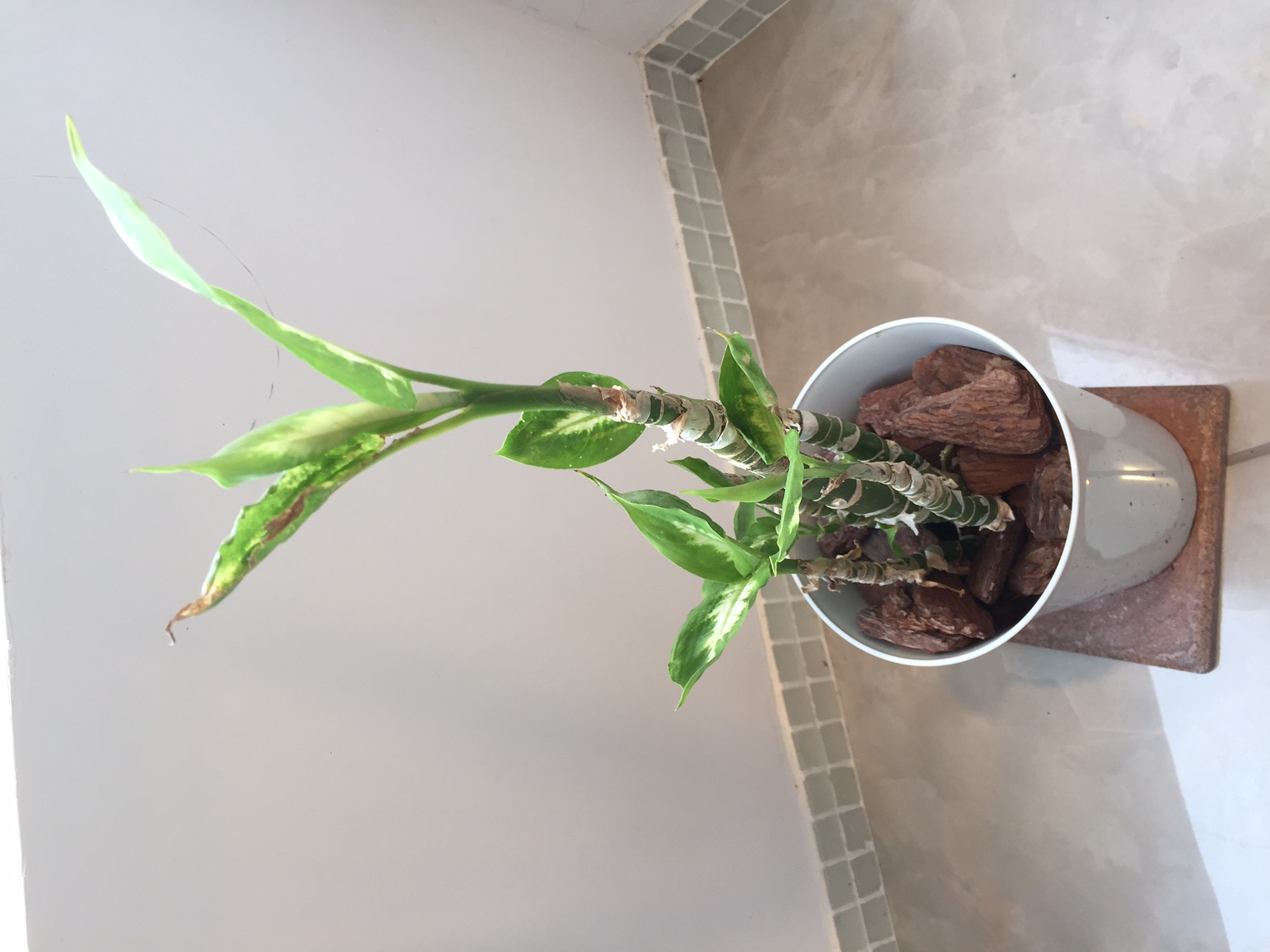 元気になりました！