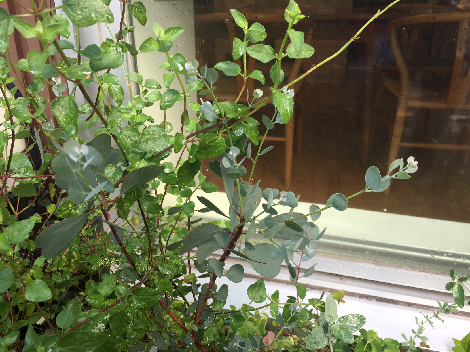 ハートの葉っぱのユーカリ@LOHASstudio花壇