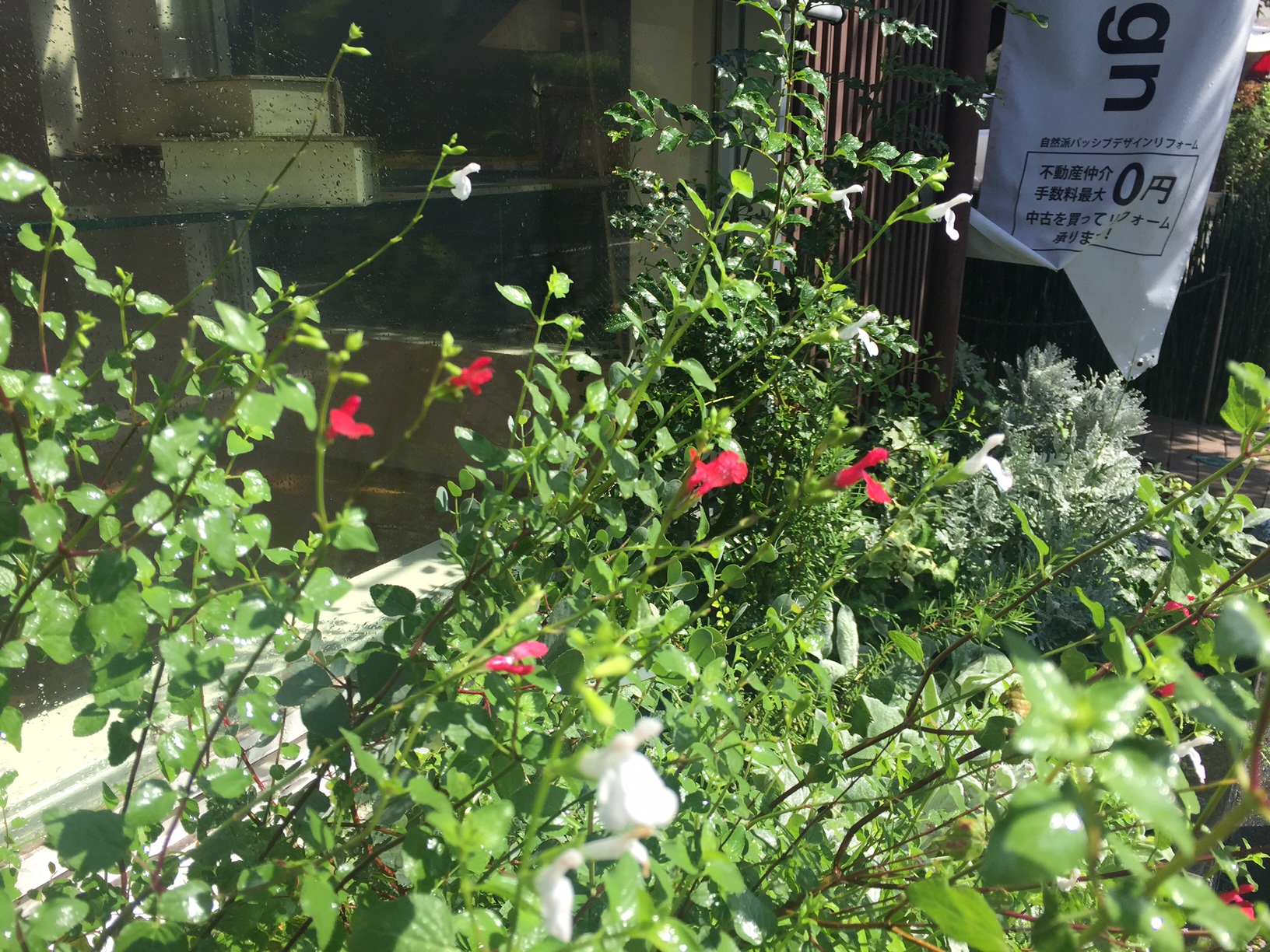 花とグリーン～LOHASstudio世田谷花壇～