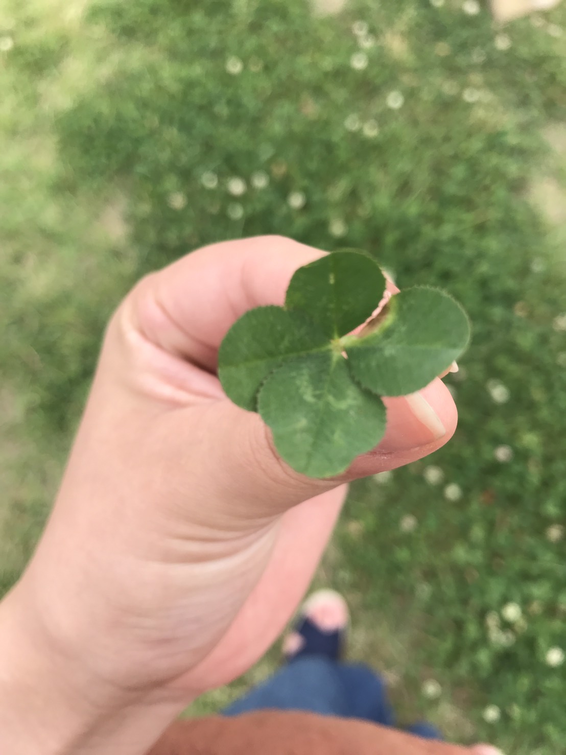 本日はLOHAS studio定休日です。