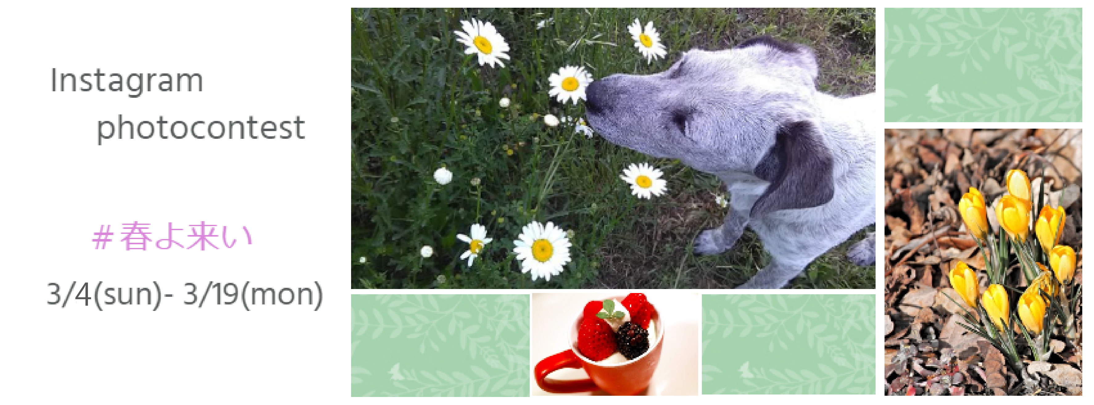 「#春よ来い」フォトコンテスト開催中！