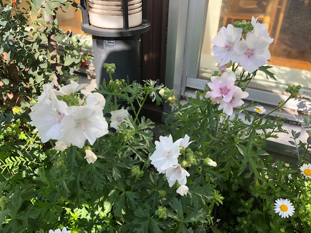 LOHASstudio世田谷の花壇①