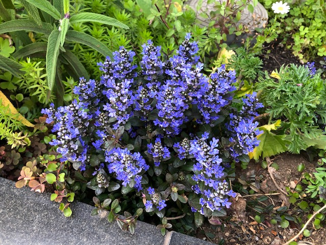 LOHASstudio世田谷の花壇②