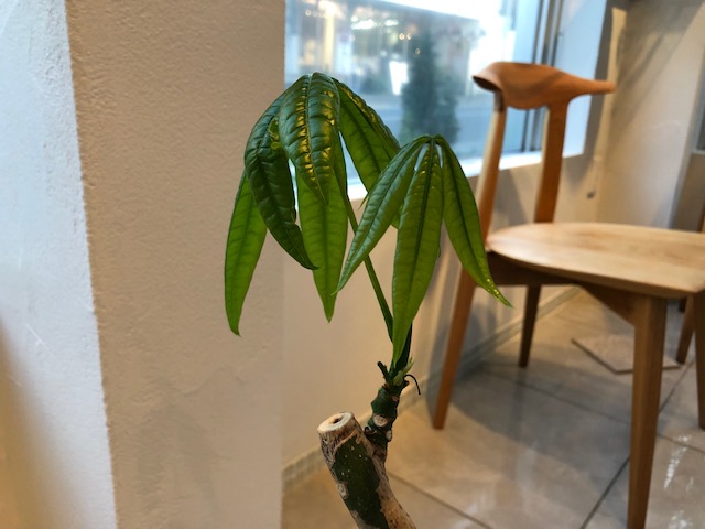 LOHASstudio世田谷店スタジオのグリーン