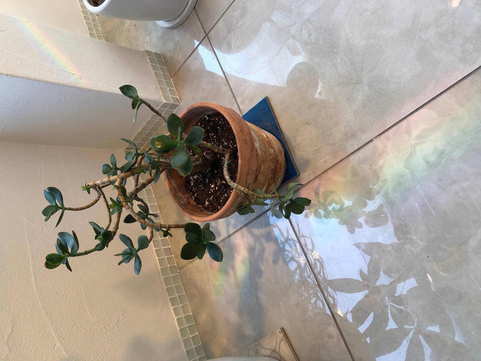 虹！～LOHAS studio世田谷店～