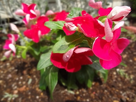 お花を植え替えました♪