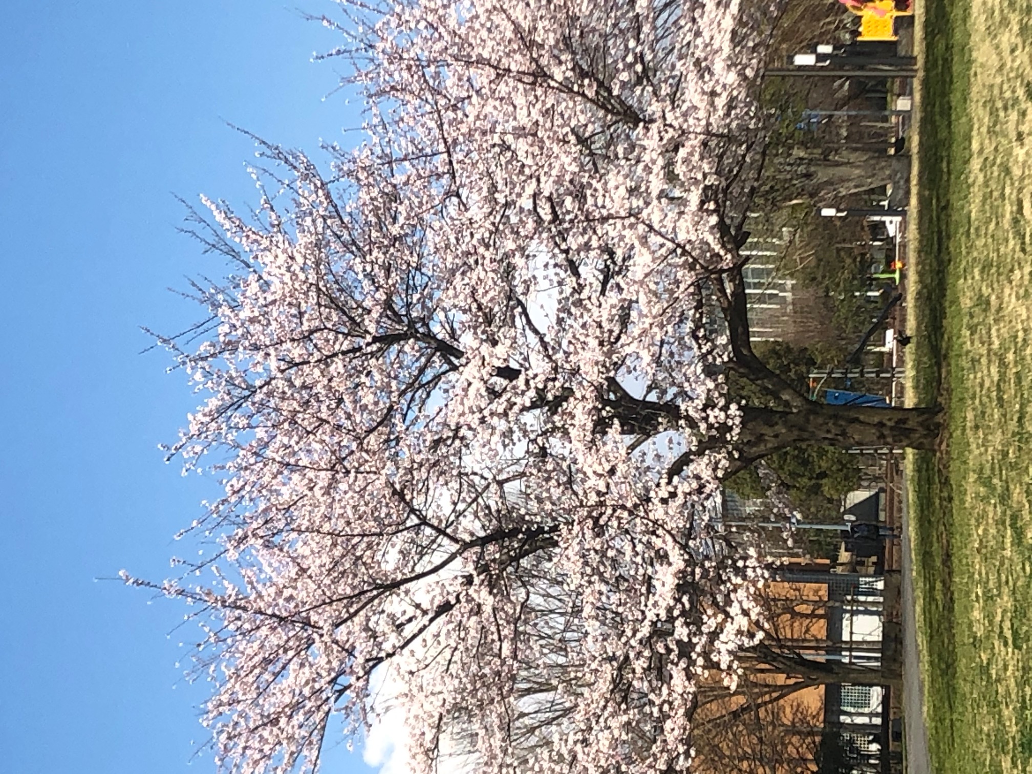 新年度に向けて🌸