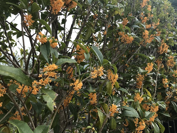 月初めのご挨拶　-October-