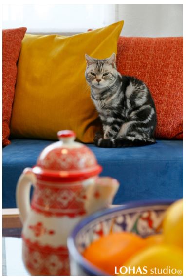 ◆新着◆　HP掲載 施工事例　　「想い出のリゾート・ケープタウンを取り入れた、一年中が快適な断熱リノベーション（一戸建て）」