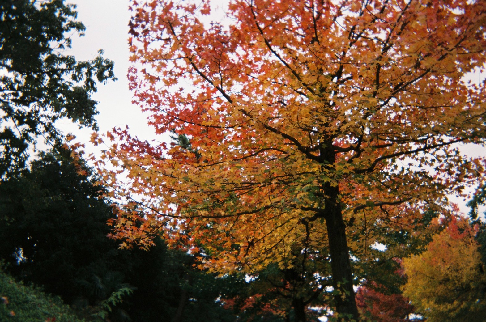 月初めのご挨拶　-November-