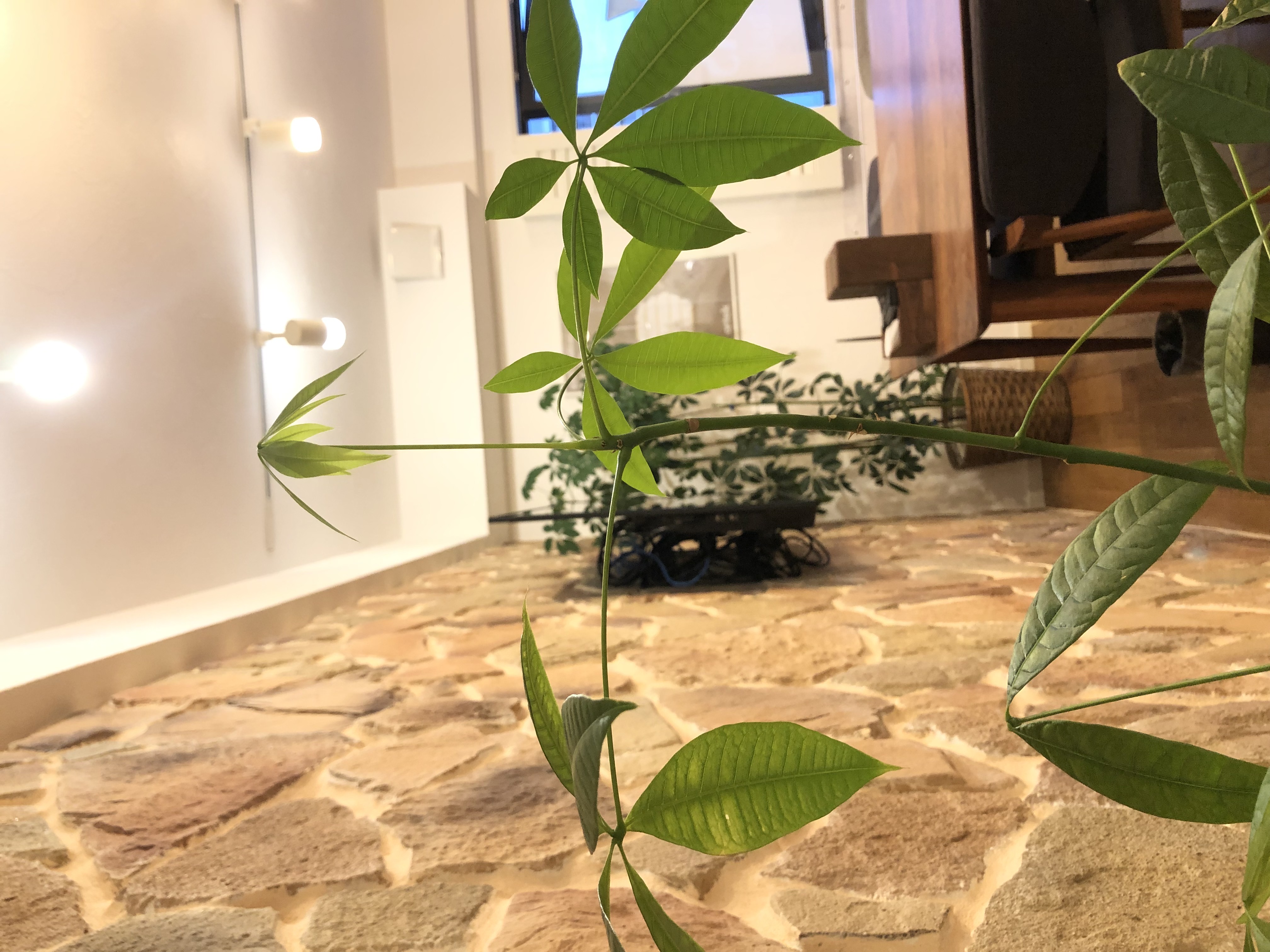 スタジオのグリーンたち②