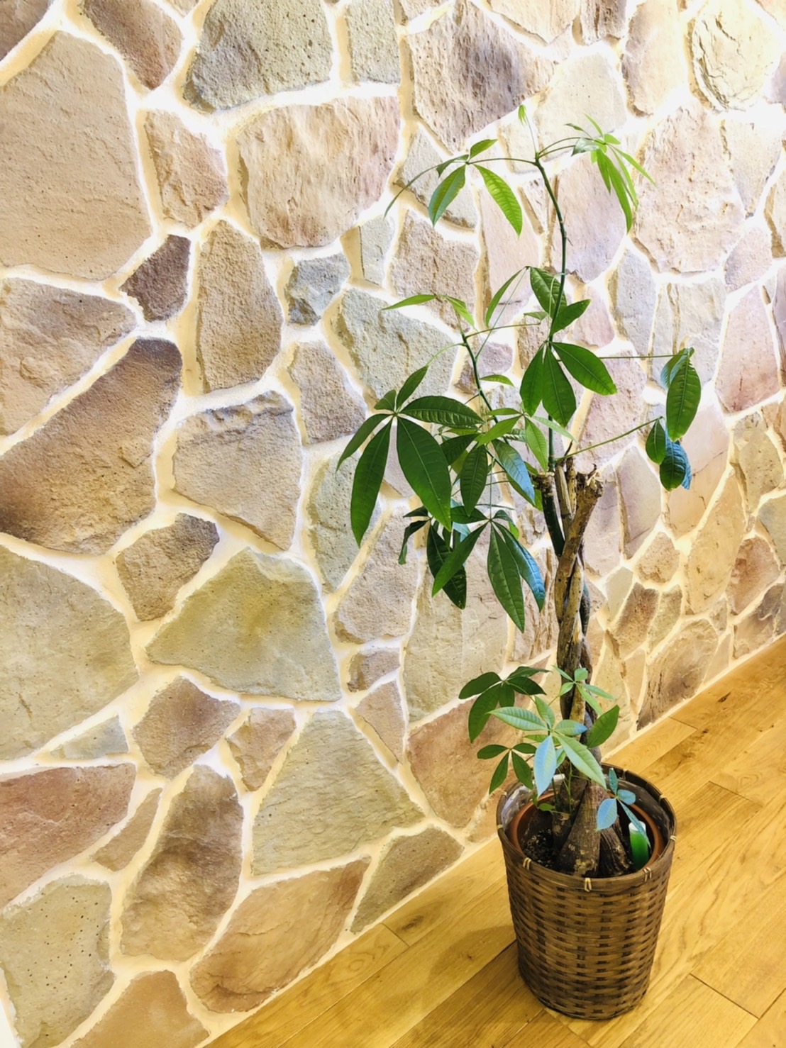 スタジオのグリーンたち①