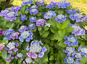 スクリーンショット 2023-06-19 135202