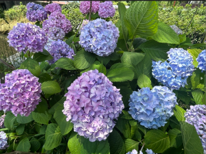 スクリーンショット 2023-06-19 135133