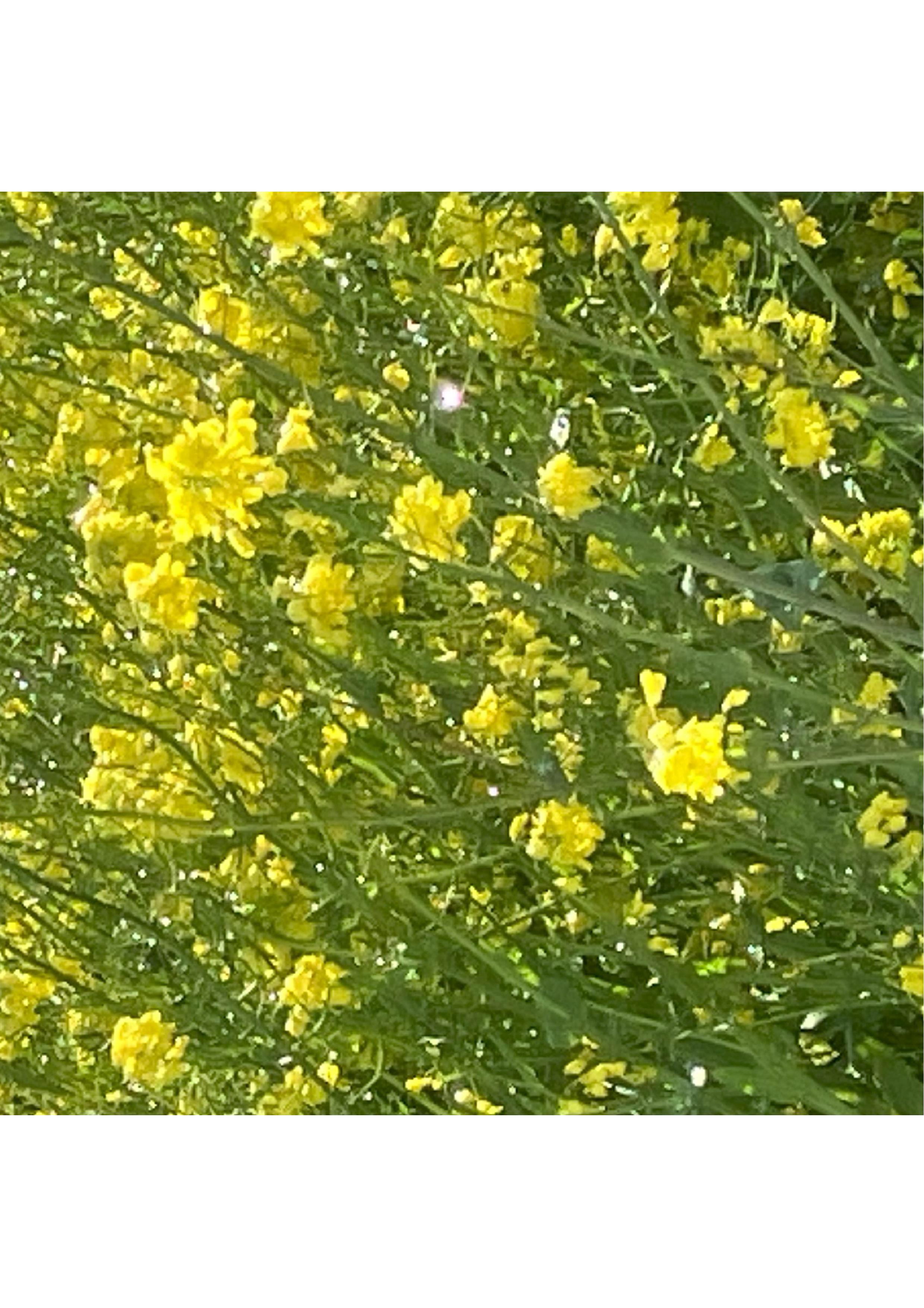 今年も江戸川土手沿いの【菜の花】がきれいです。