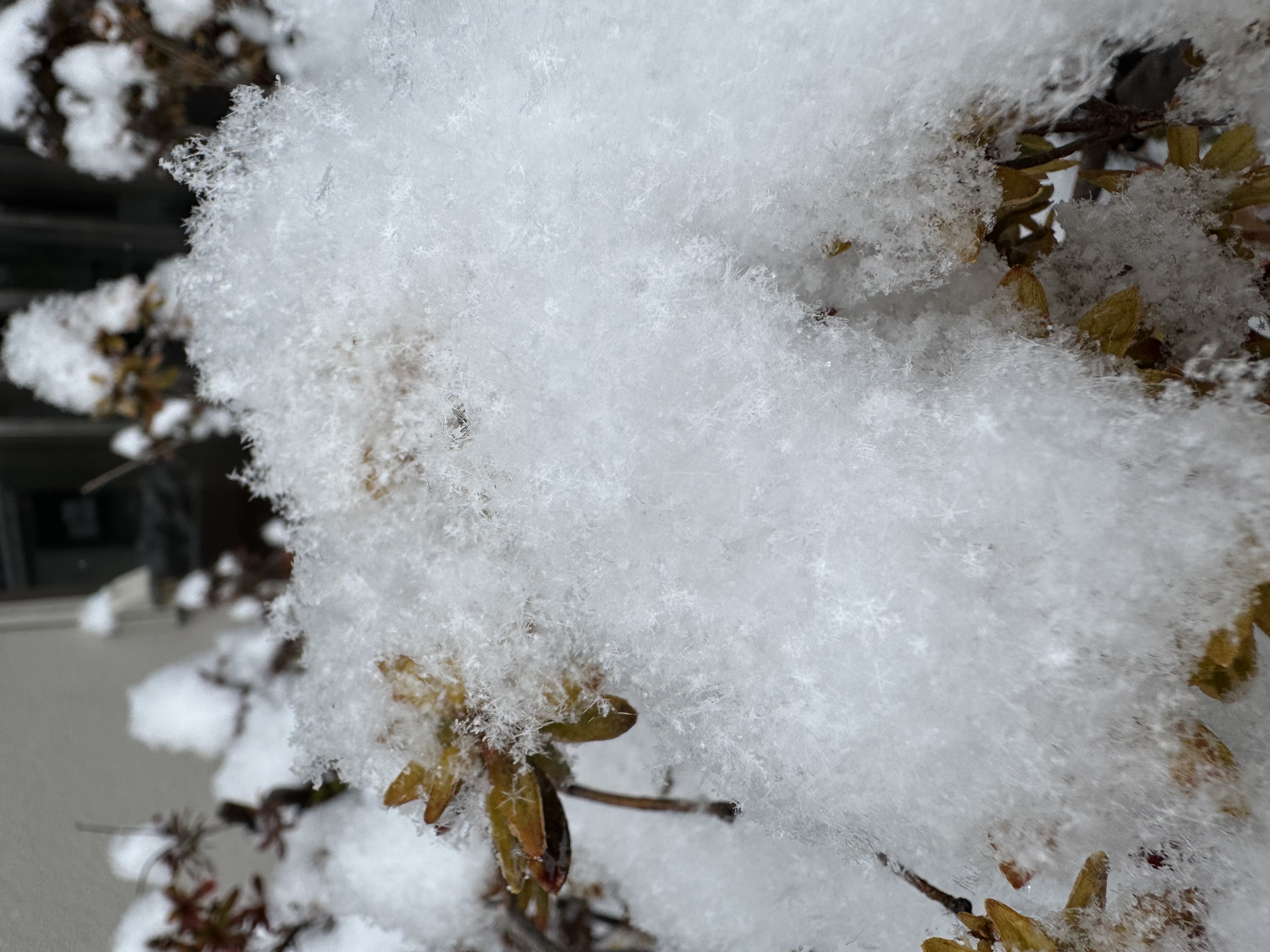 Softly falling snow　－初雪－