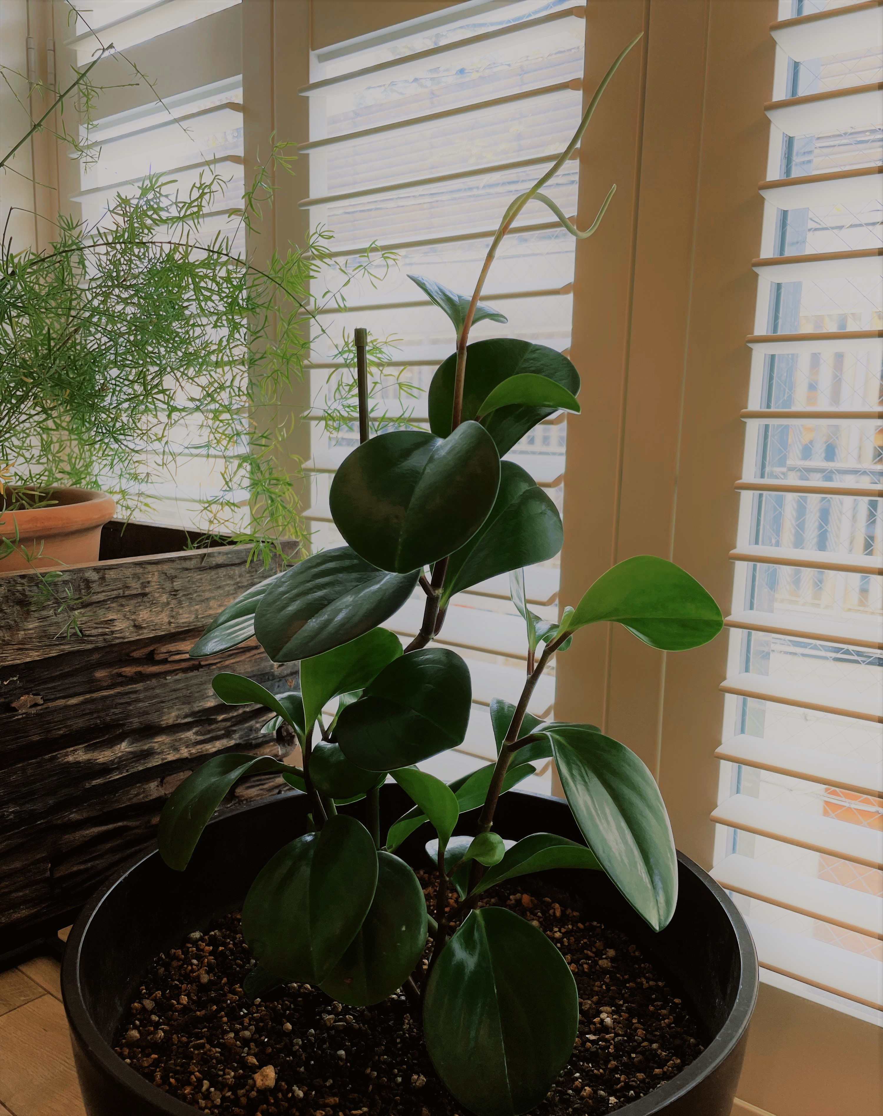 本日より、LOHAS studio全店営業しております。