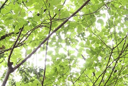 本日より通常営業しております🍃