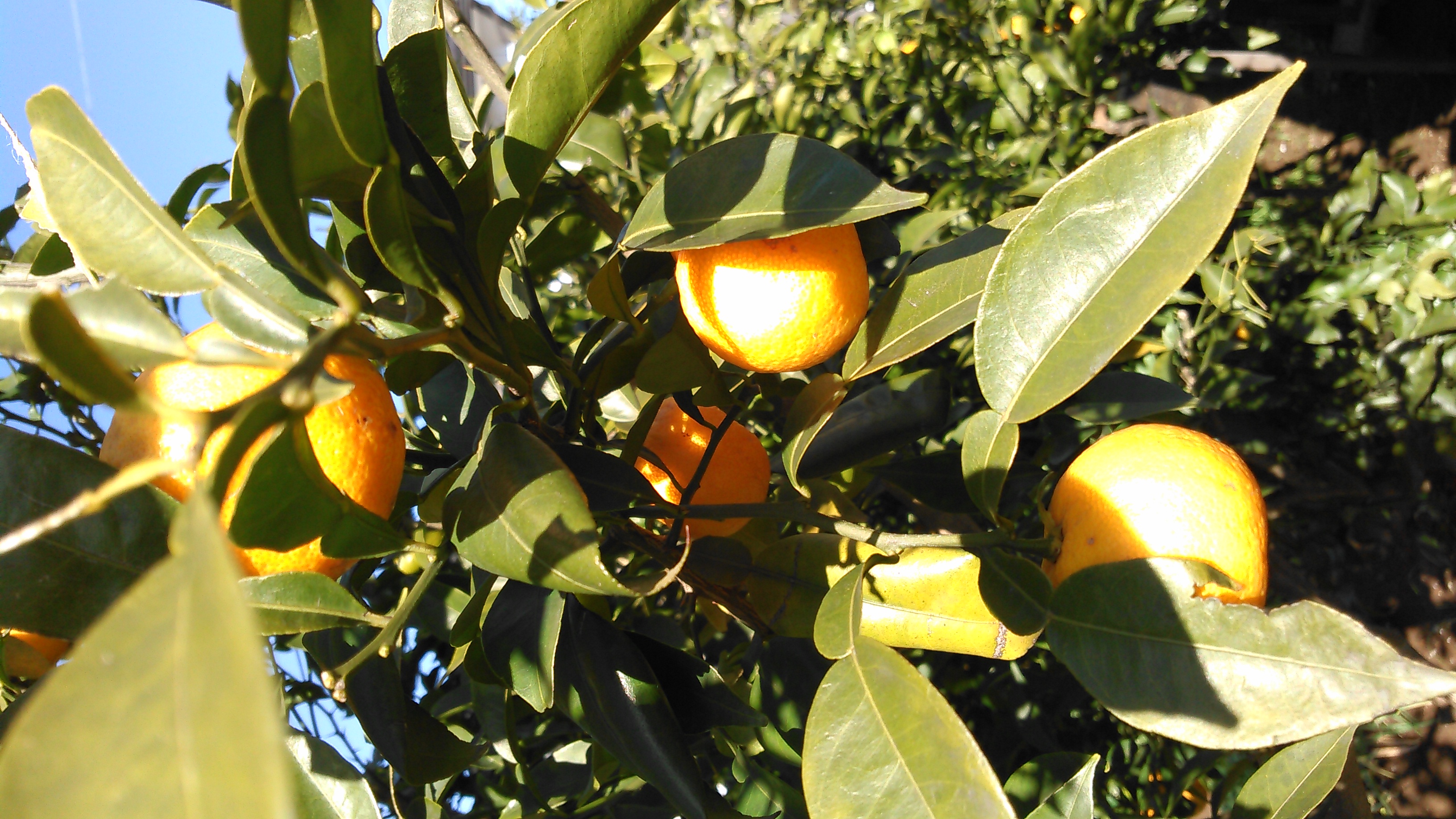 冬至といえば柚子湯！！