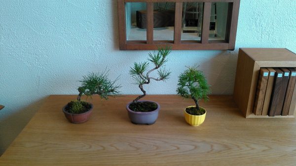 インテリアBONSAI