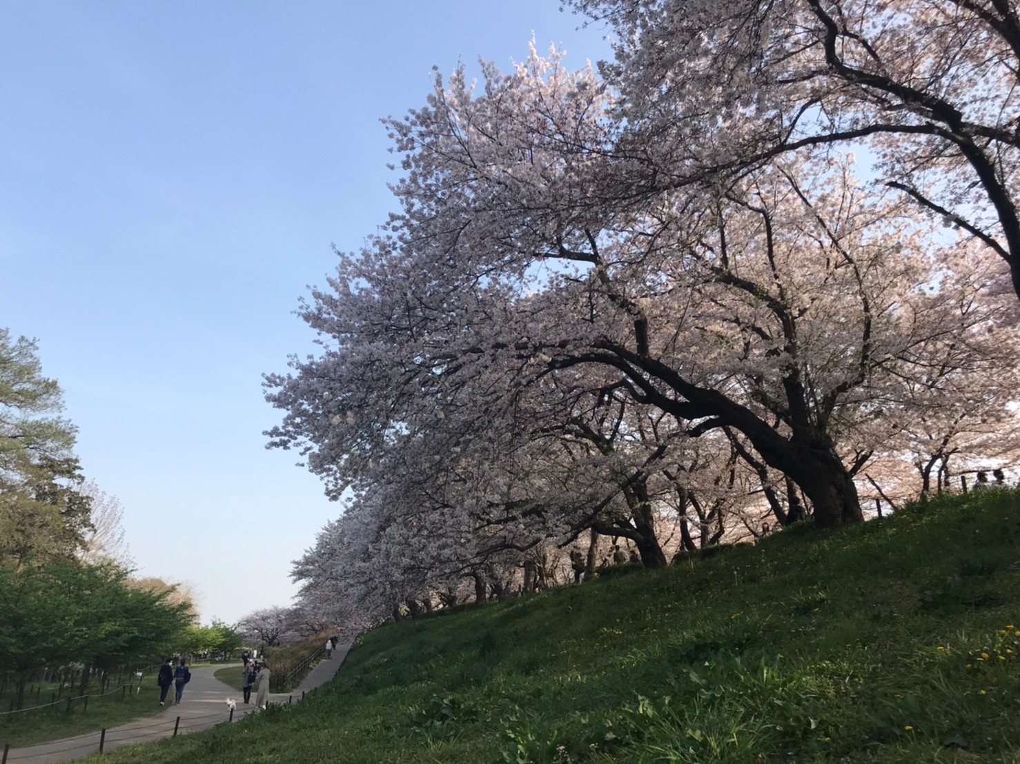 権現堂の桜