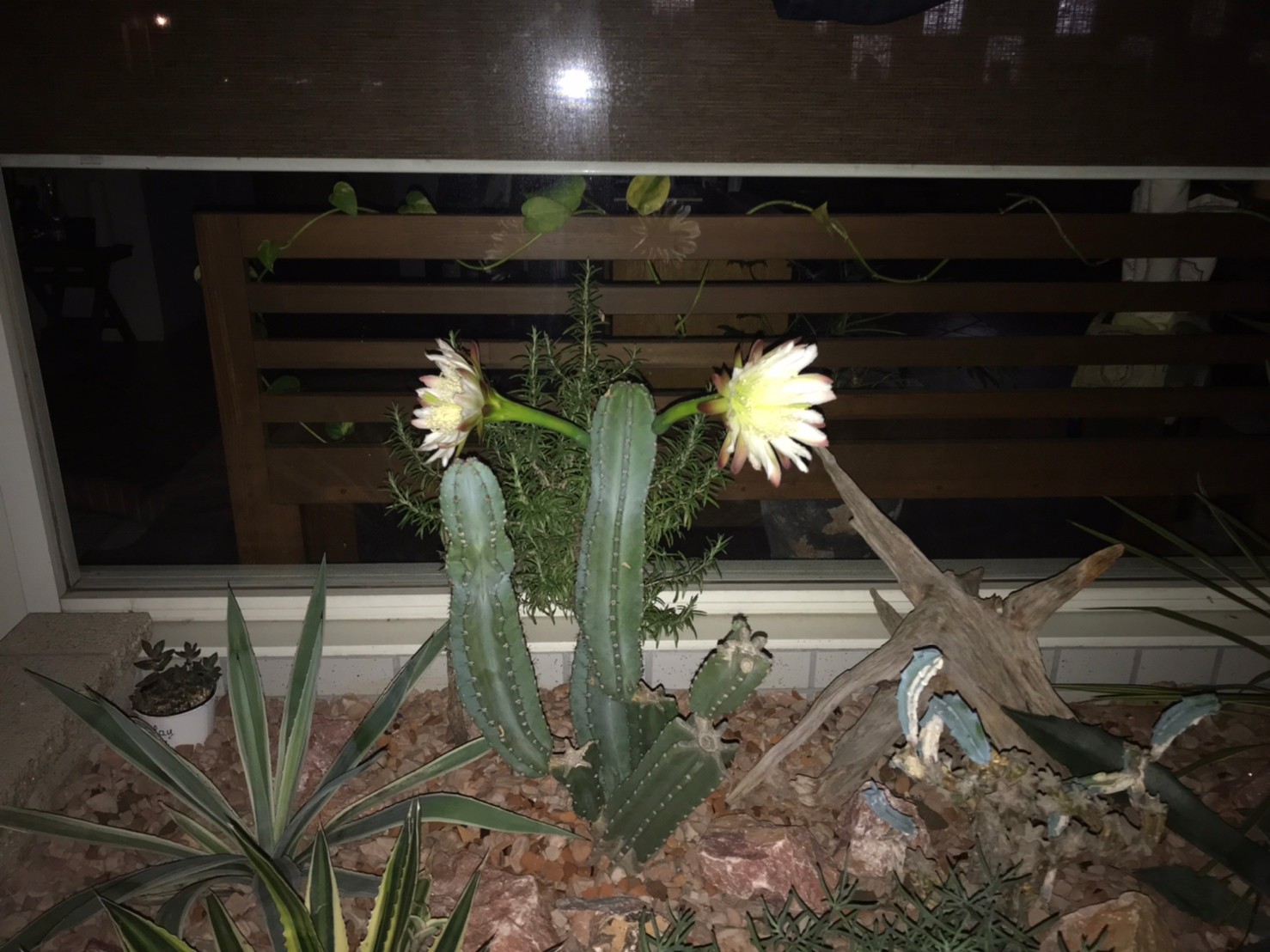 スタジオのサボテンが開花！その②