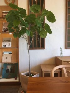 スタジオ　ウンベラータ