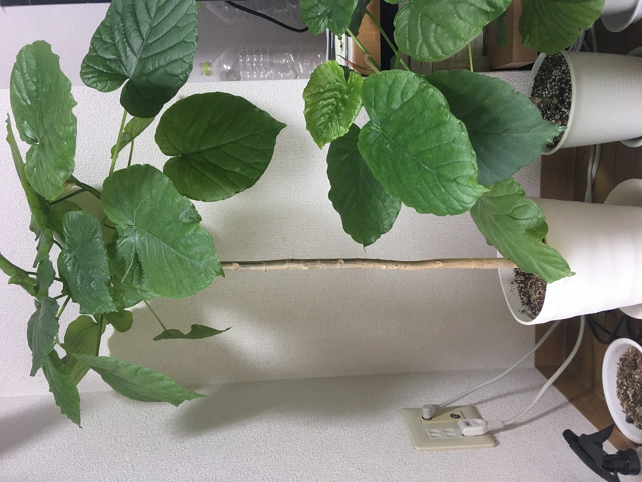 我が家の「ちっさなウンベラータ」もうすぐLOHAS studioデビュー♪