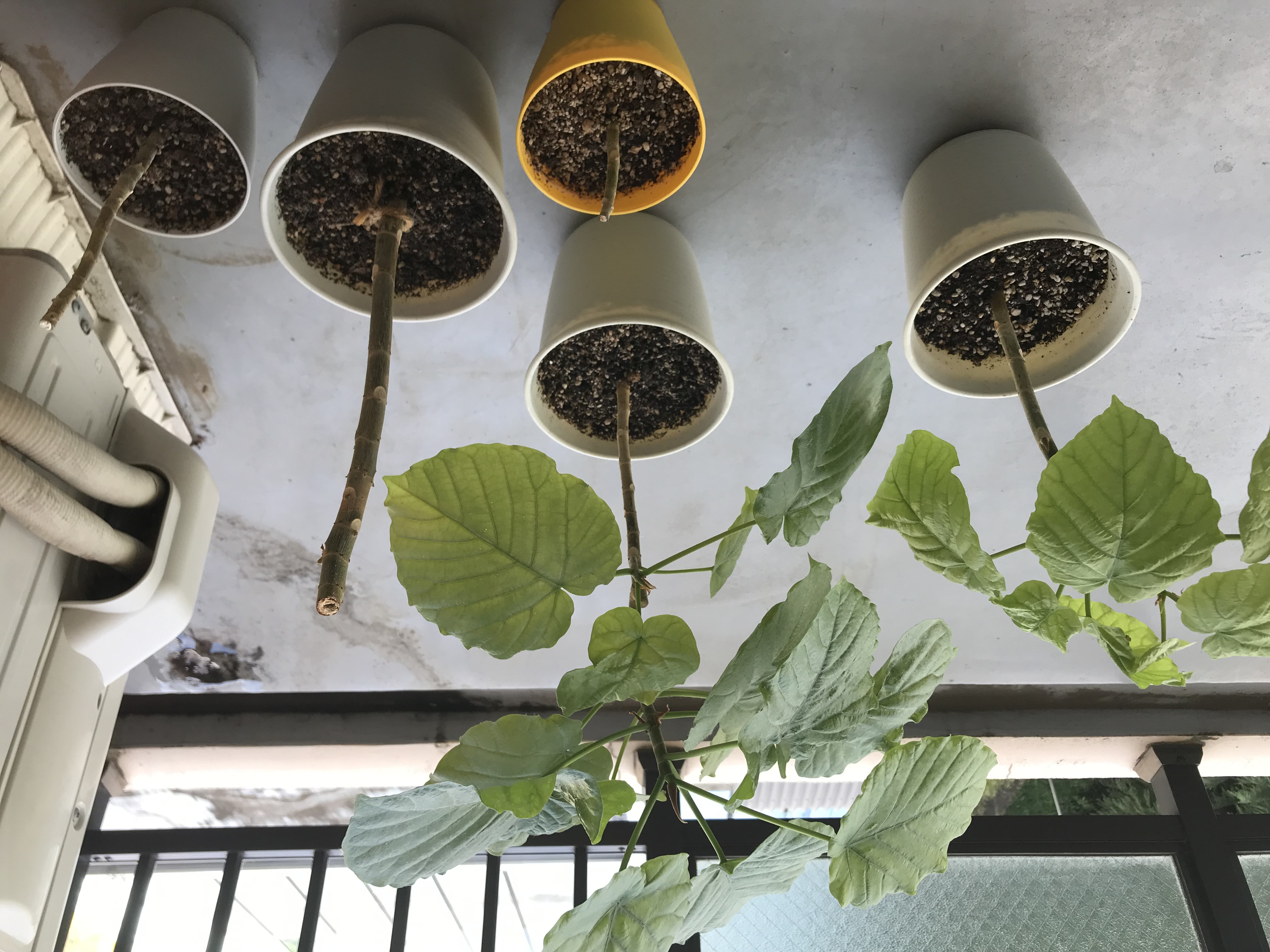 我が家のウンベラータ💚剪定し過ぎからの成長♪