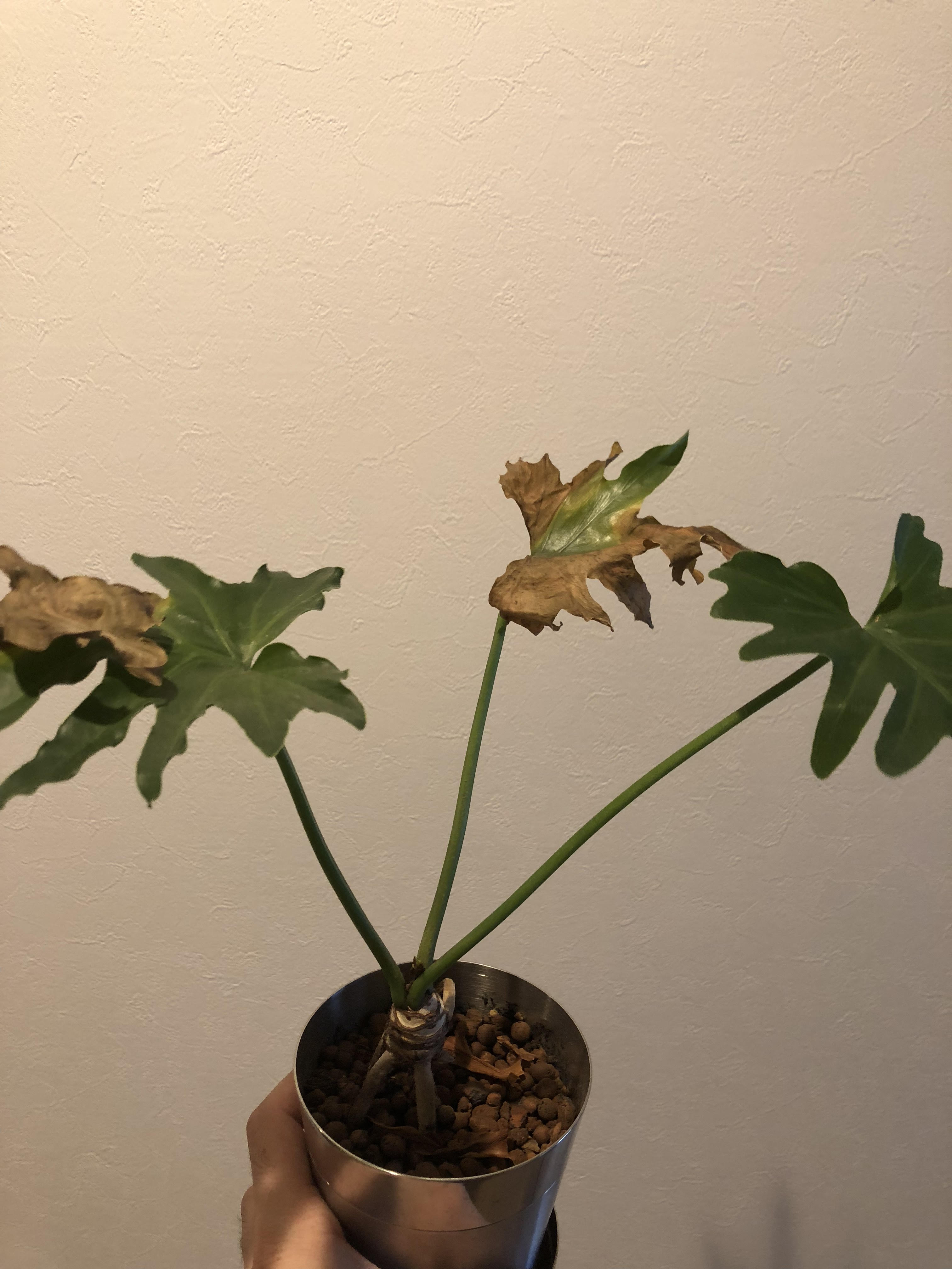 暑さで植物が枯れました・・・