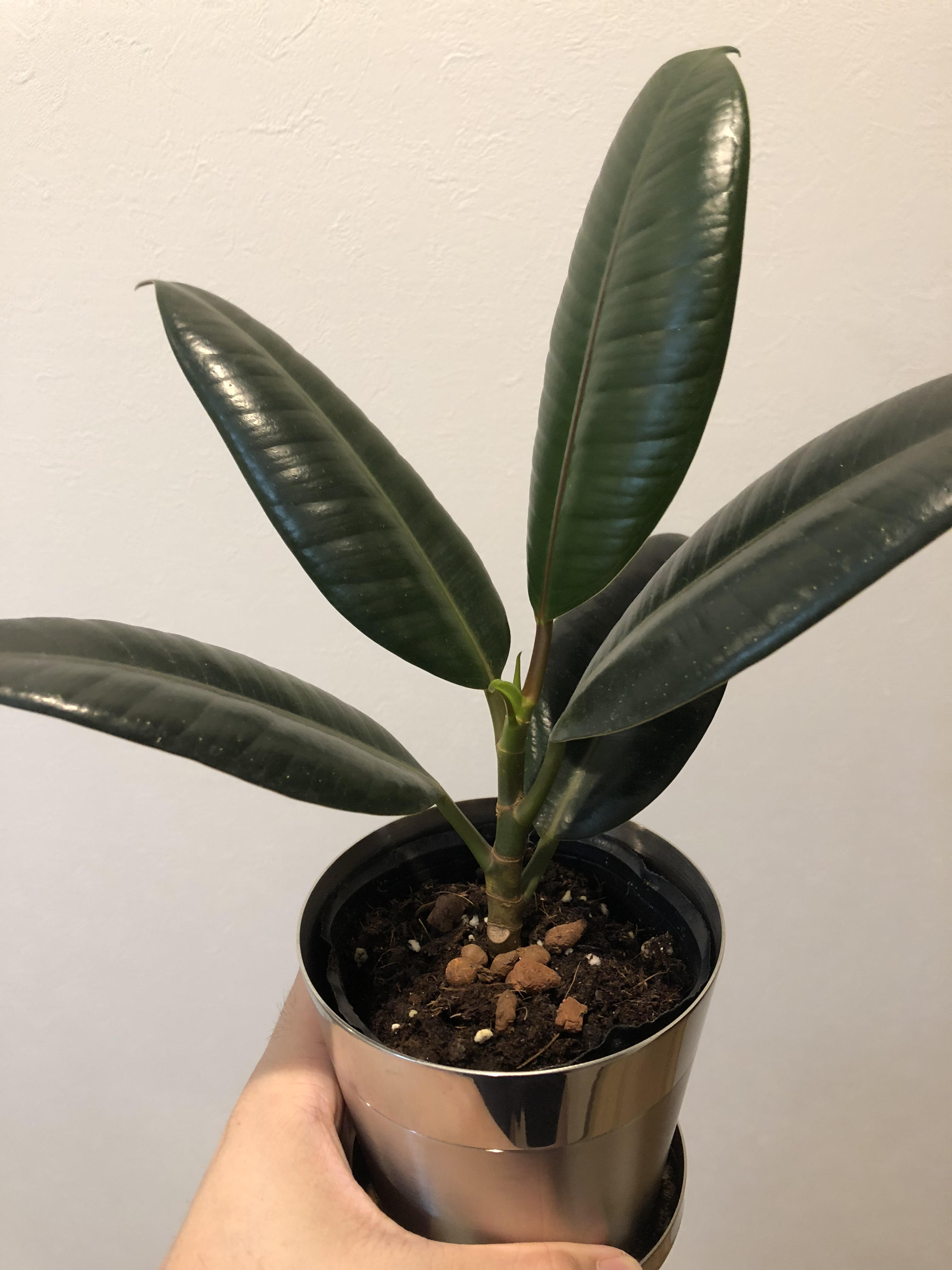 新しい仲間を迎えました。