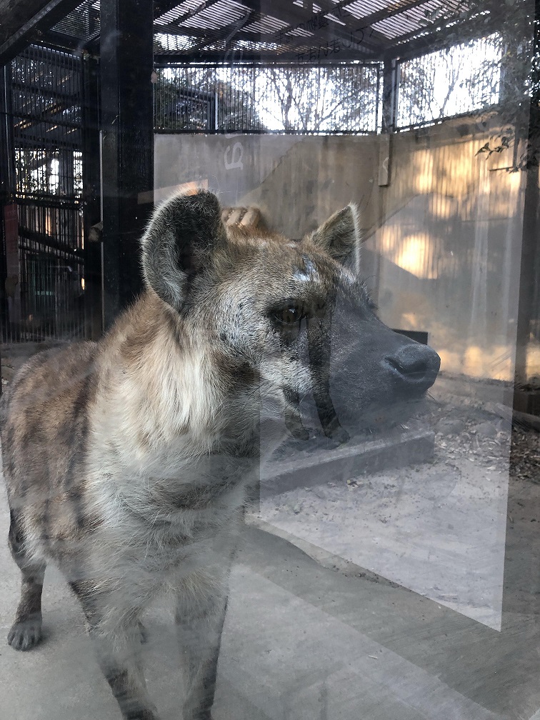 初詣～大宮　氷川神社～