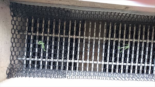 こんな少しの隙間からネズミの侵入！？