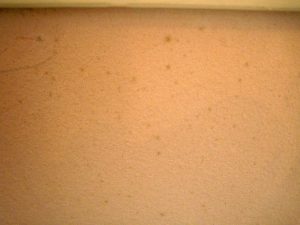 他社珪藻土カビ①