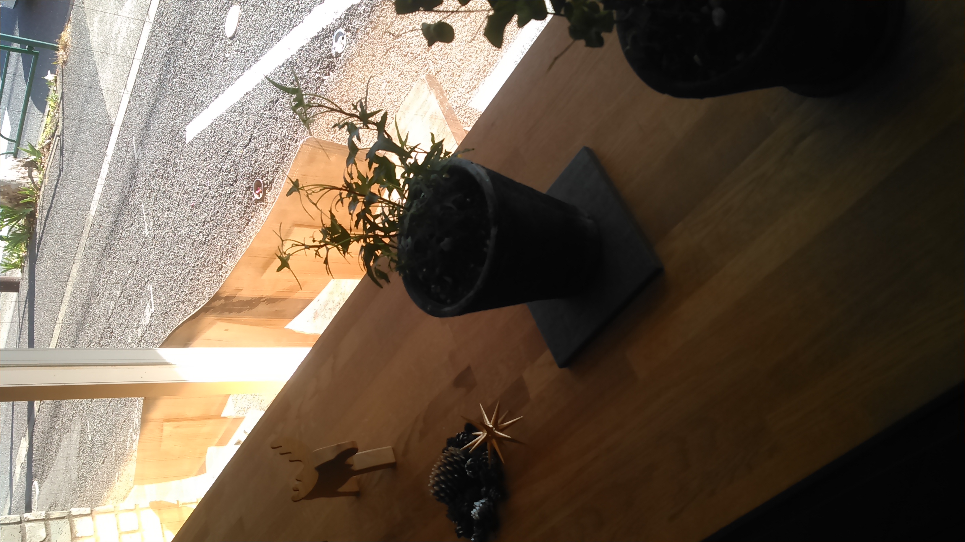 スタジオに緑の仲間が増えました。