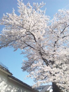 懐古園桜満開